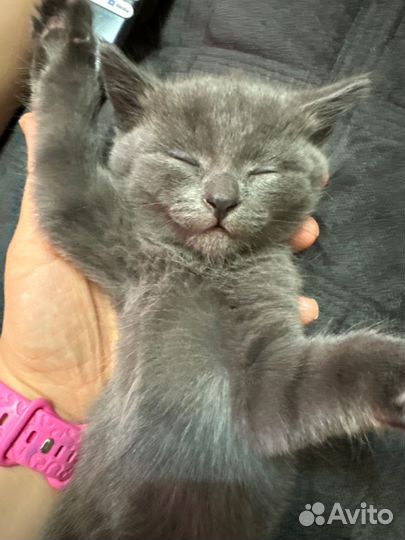 Отдам в добрые руки котенка