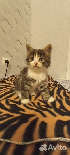 Котенок девочка 1,5 мес