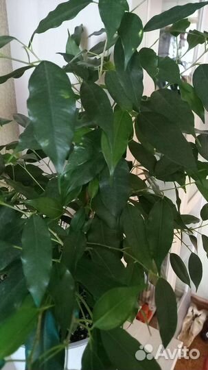 Фикус бенджамина и др. комнатные растения