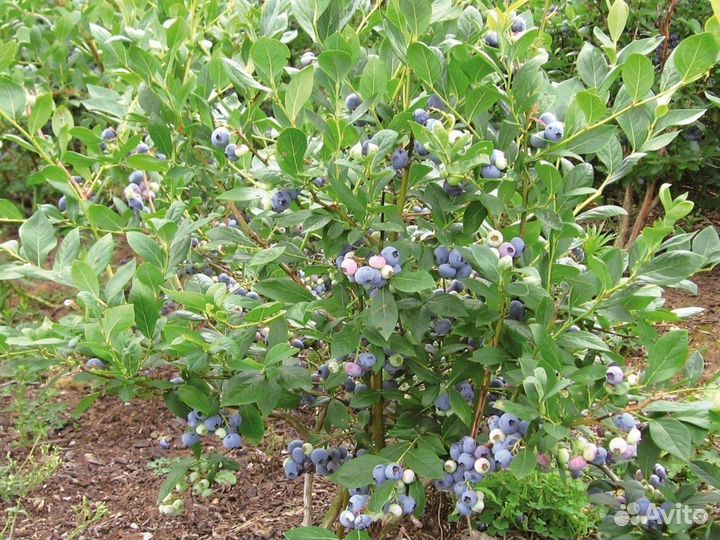 Саженцы голубики Legacy