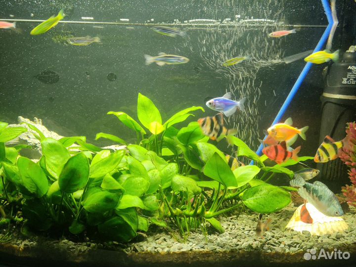 Аквариумные рыбки