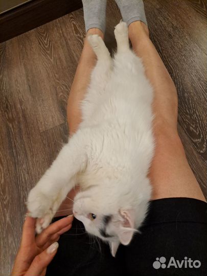 Кот красавец в добрые руки