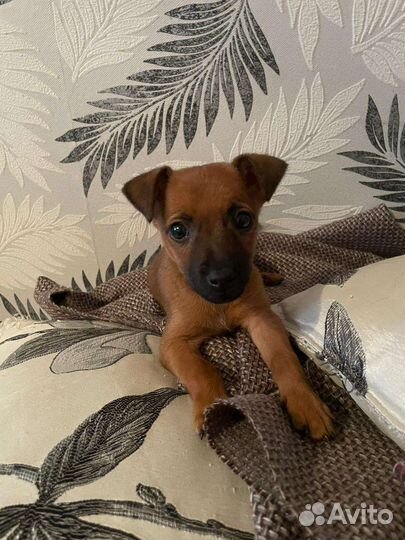 Щенок в добрые руки бесплатно маленькая порода