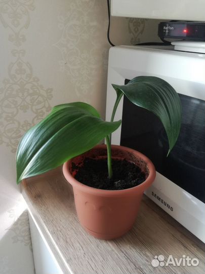 Эухарис амазонская лилия