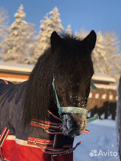 Конные прогулки для детей