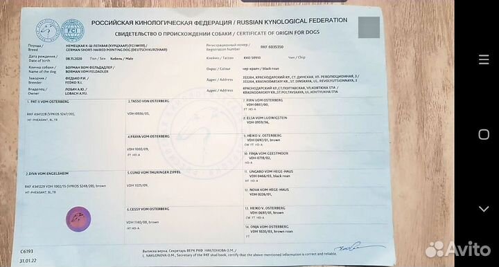 Щенки курцхаара