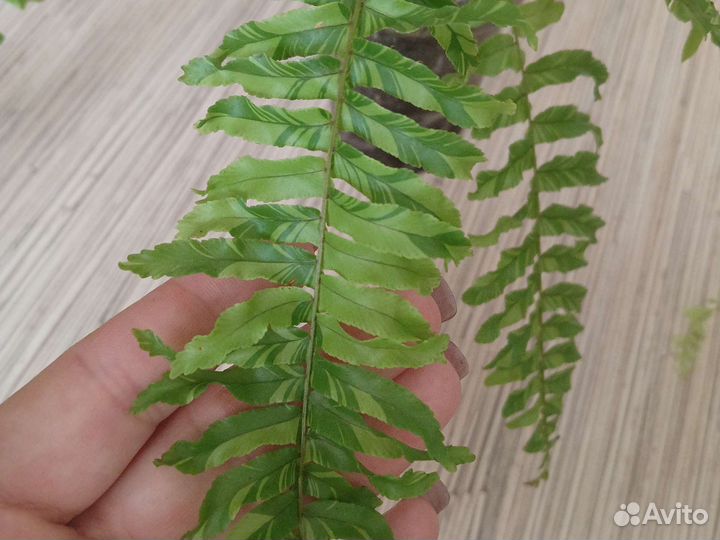 Папоротники