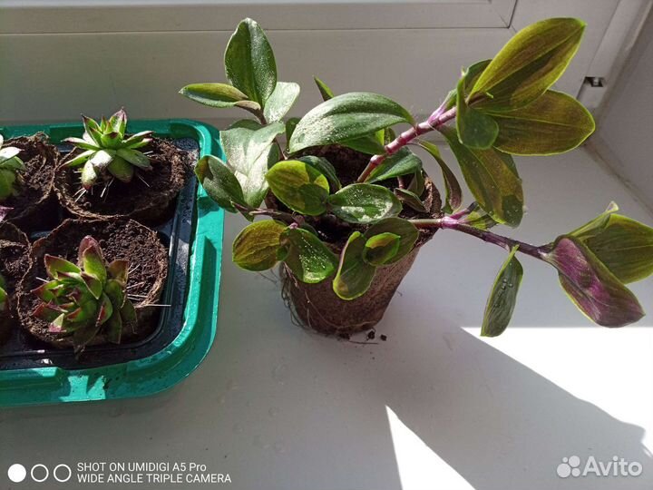 Рассада многолетних цветов