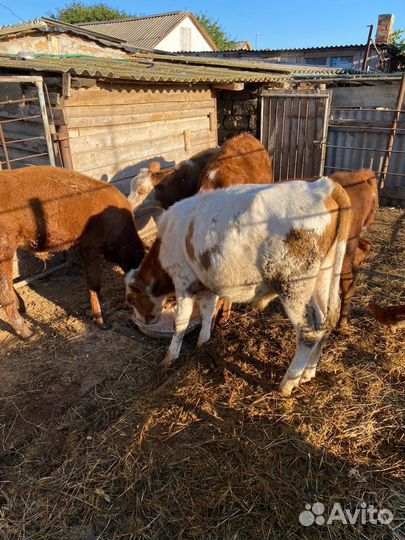 Телята оптом