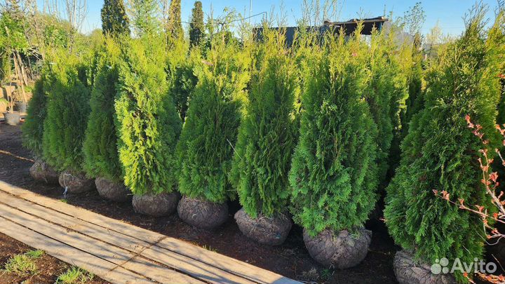Туя кубанский изумруд экстра