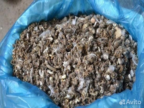 Голубиный помет. Бесплатно