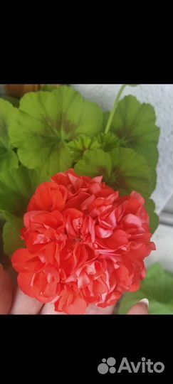 Пеларгонии сортовые