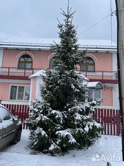 Ель новогодняя живая