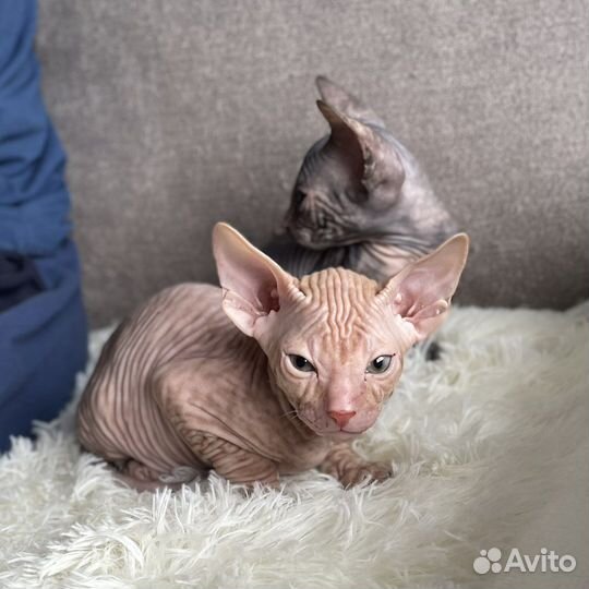 Сфинкс котята