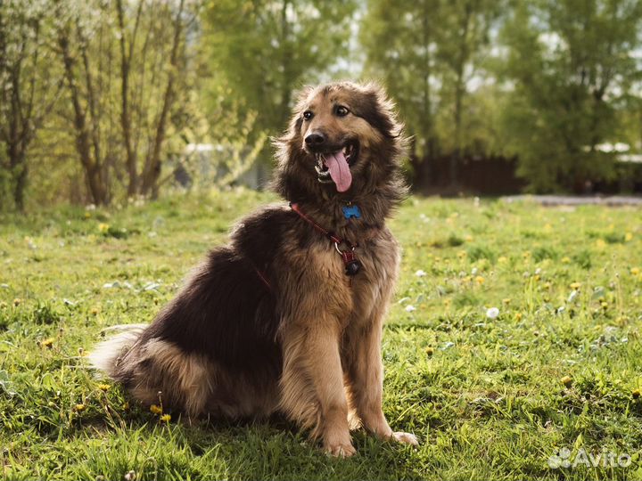 Собака Маня в добрые руки