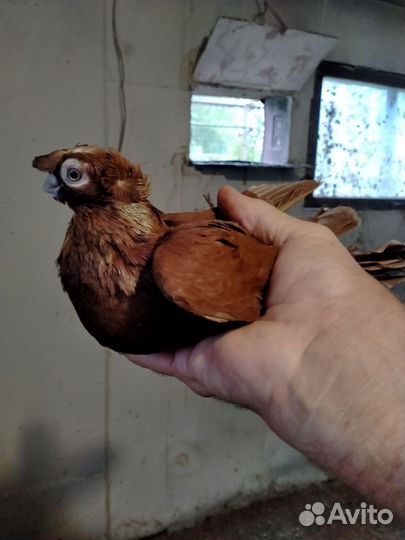 Продажа узбекских голубей