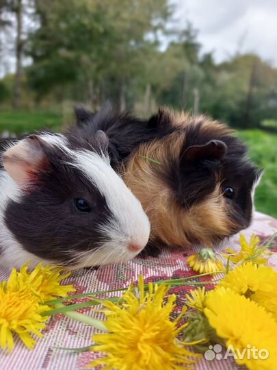 Морские свинки разных окрасов