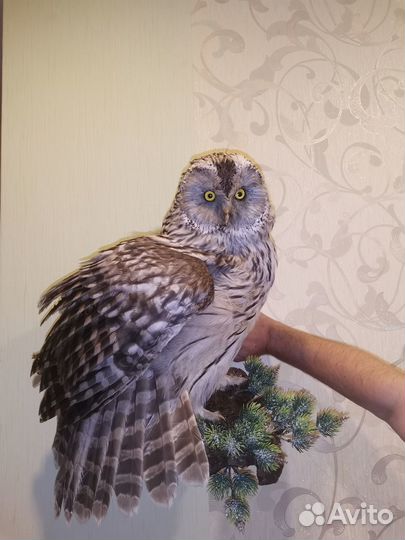 Чучело совы