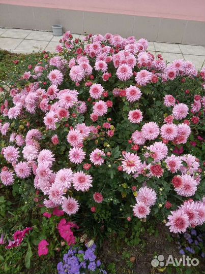 Хризантема