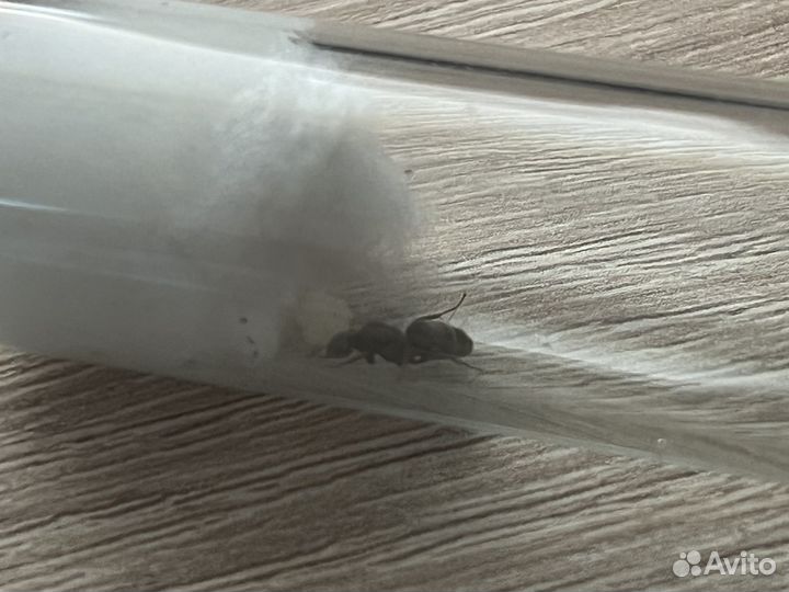 Lasius niger