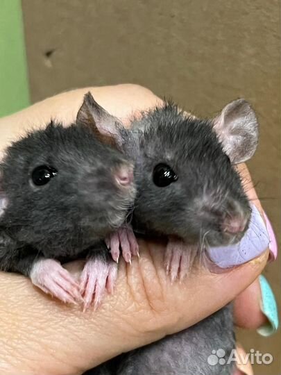 Крысята кудрявые рекс Дамбо крыски крыса крысы