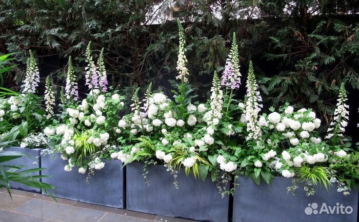 Гортензии для кашпо, Террас, балконов, миксбордов