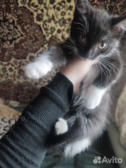 Котята