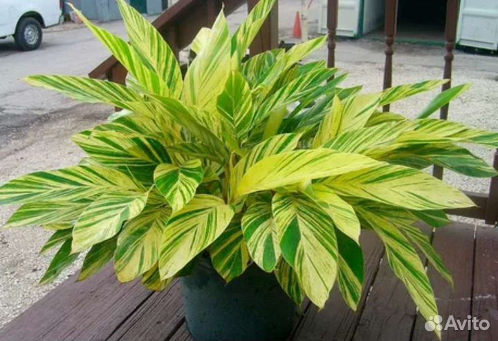 Комнатные растения: филодендрон сингониум монстера