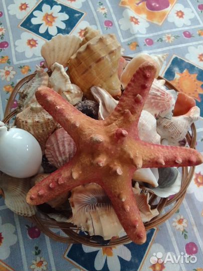 Морские ракушки раковины