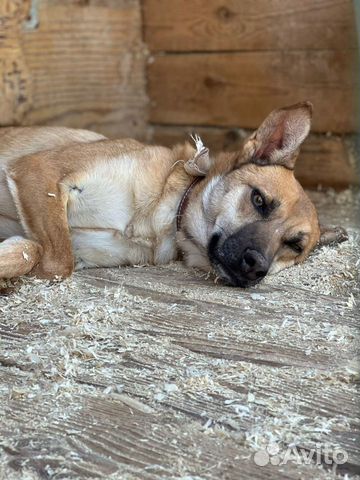 Бивис-рыжий песик с грустными глазами ищет дом