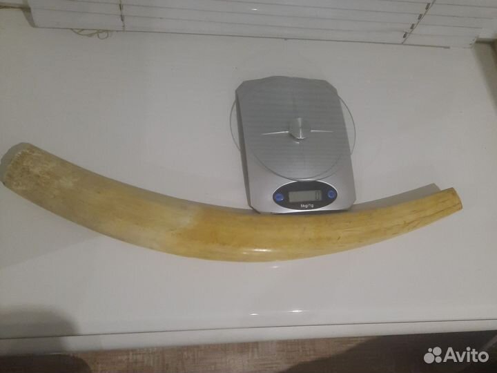 Бивень моржа(имитация)