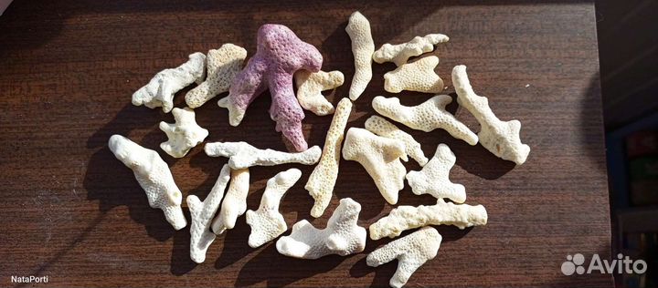 Морские раковины, камни, кораллы