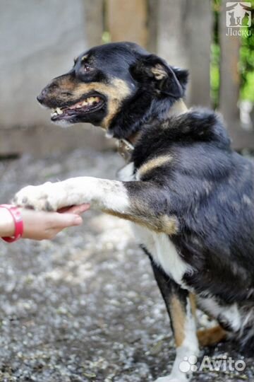 Умный Сириус