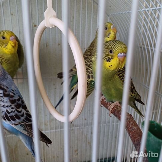 Волнистый попугай