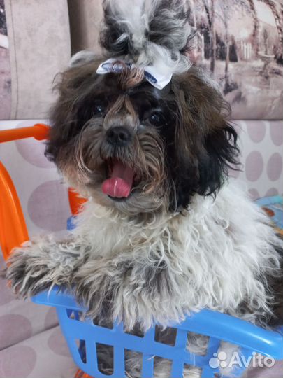 Собака ши-тцу