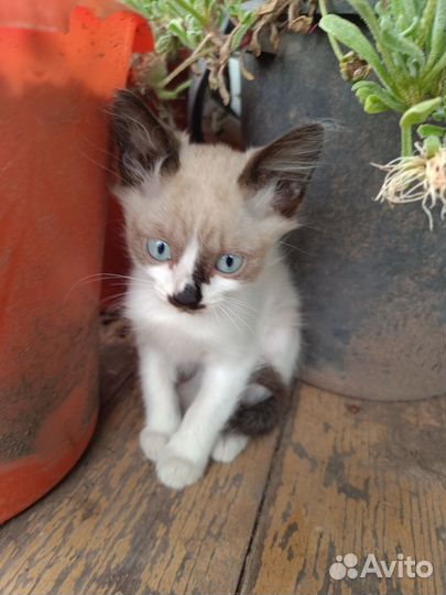 Котята от сиамской кошки