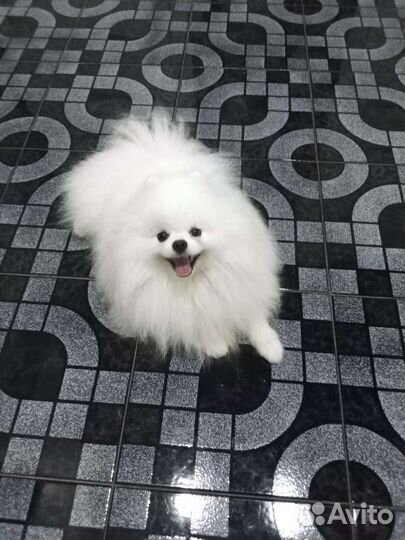 Шпиц померанский вязка