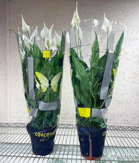 Спатифиллум