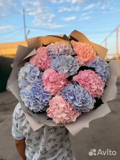 Гортензии на 8 марта