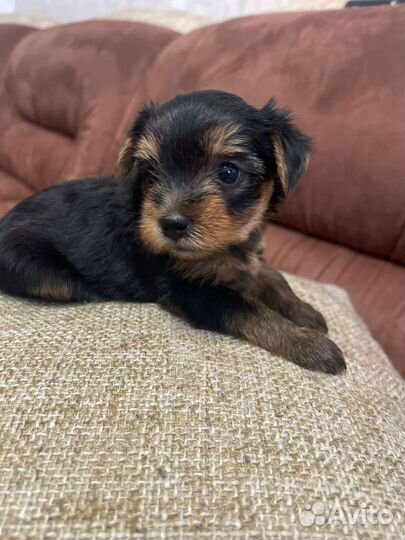 Йоркширский терьер мини беби фейс щенки