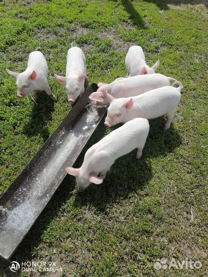 Поросенок ландрас