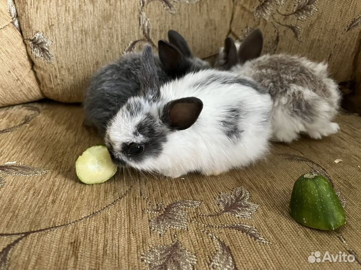 Декоративные кролики