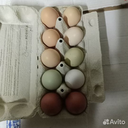 Яйцо куриное