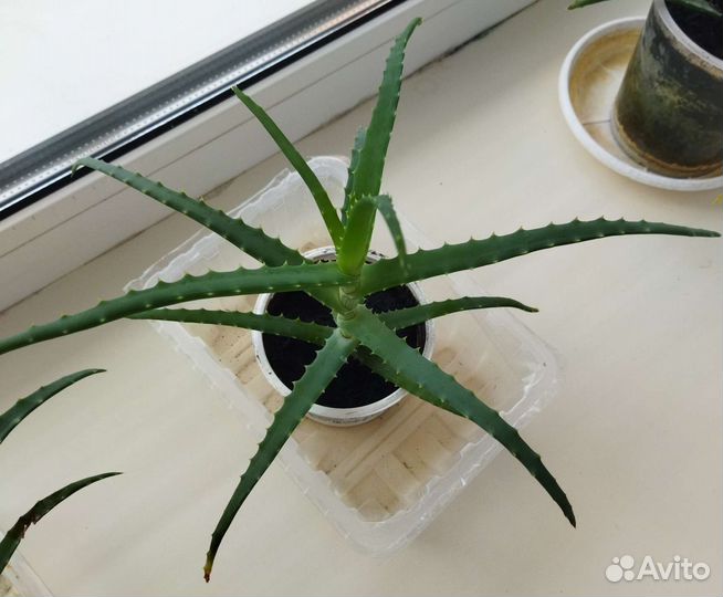 Алоэ столетник