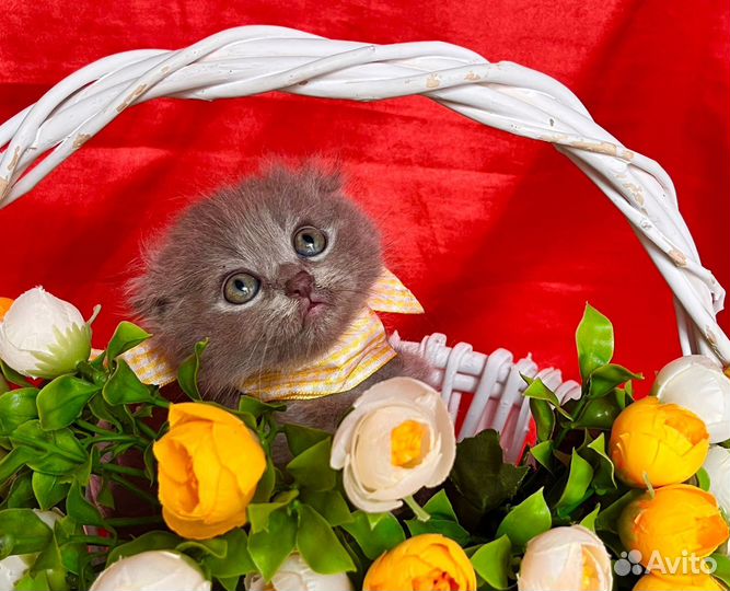 Вислоухий котёнок