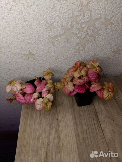 Фиттония розовая