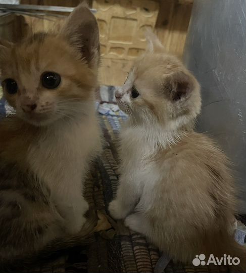 Кошка в дар бесплатно