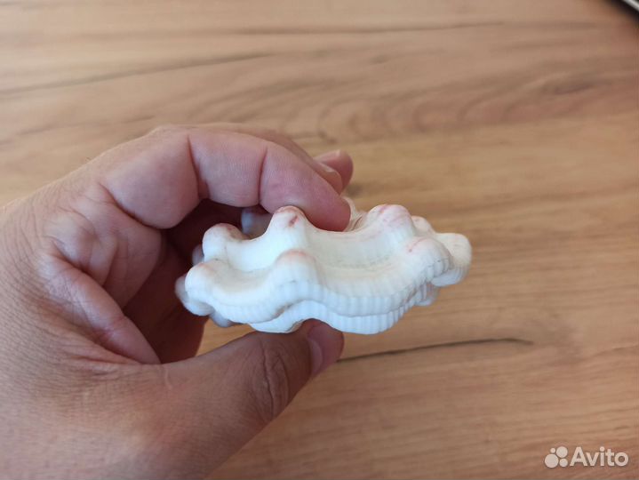 Морская раковина