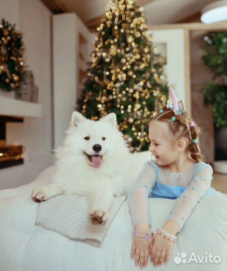 Аренда Самоеда