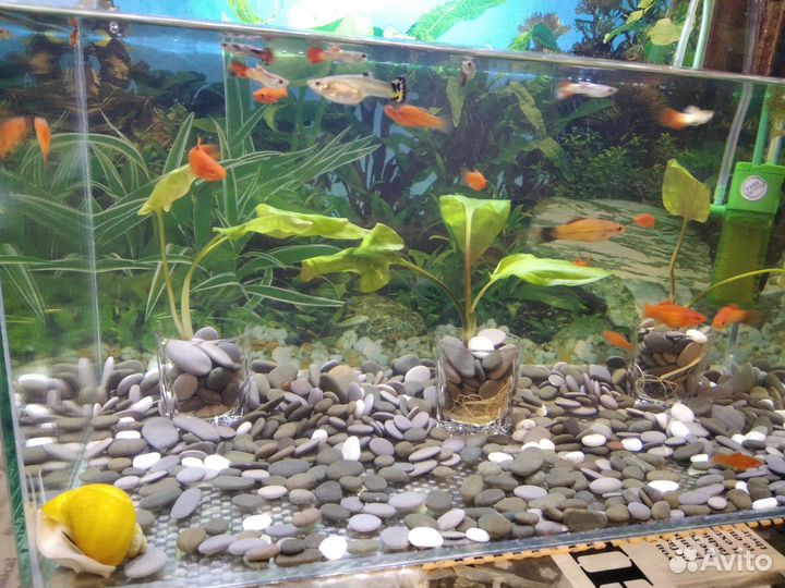 Аквариум 10л псевдоскаты Севилья